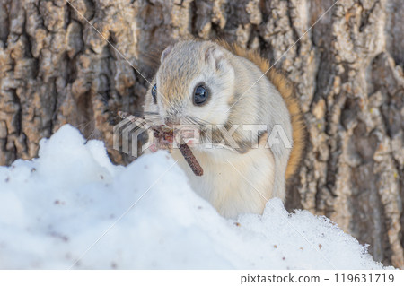 蝦夷鼯鼠是北海道冬季的偶像 119631719