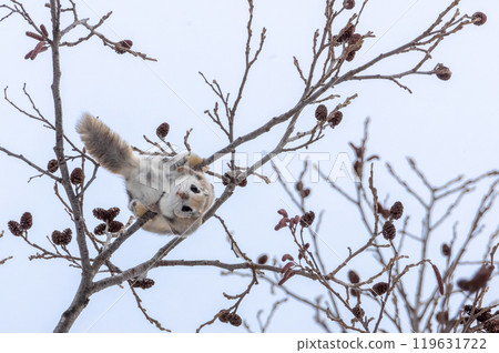 The Siberian flying squirrel is a winter idol in Hokkaido 119631722