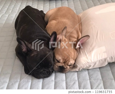 他是一隻法國鬥牛犬的好朋友。 119631735