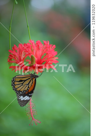A black swallowtail butterfly and a flower of the Japanese quince 119632020
