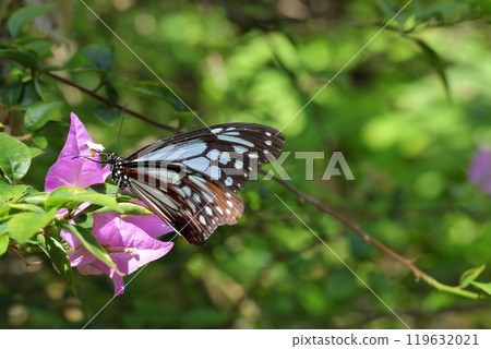 Monarch butterfly and bougainvillea flowers Monarch butterfly and bougainvillea flowers 119632021