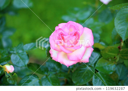 Rose flowers Princess de Monaco 119632287
