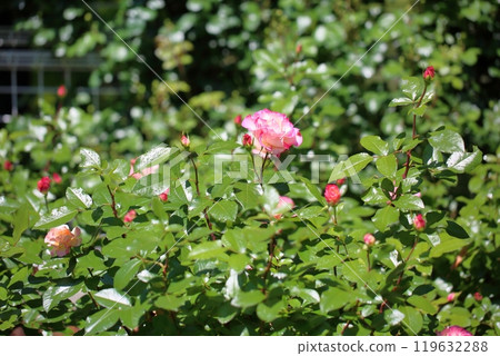 Rose Flower Cinderella Rose Flower Cinderella 119632288