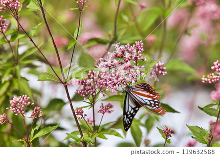 The Monarch Butterfly has arrived 119632588