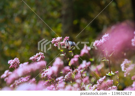 The Monarch Butterfly has arrived 119632627