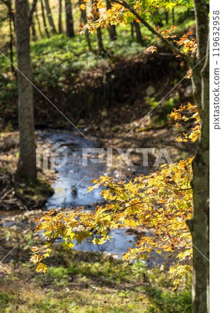 Autumn foliage along the forest road leading to the Taushubetsu River Bridge, Kamishihoro Town, Hokkaido Autumn foliage along the forest road leading to the Taushubetsu River Bridge, Kamishihoro Town, Hokkaido 119632958