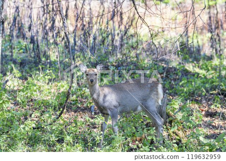 A female Ezo deer seen near the Taushubetsu River Bridge in Kamishihoro, Hokkaido A female Ezo deer seen near the Taushubetsu River Bridge in Kamishihoro, Hokkaido 119632959