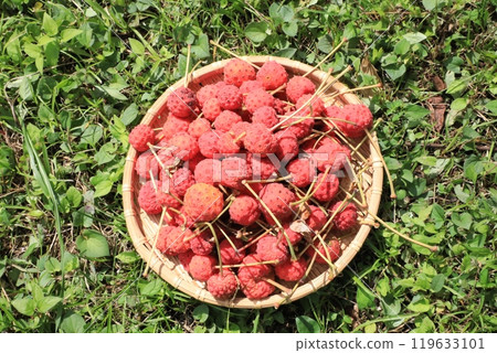 Fruit of Yamabote 119633101