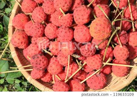 Fruit of Yamabote Fruit of Yamabote 119633109