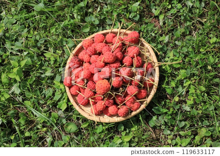 Fruit of Yamabote Fruit of Yamabote 119633117