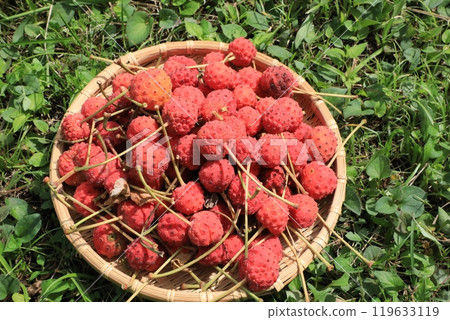 Fruit of Yamabote Fruit of Yamabote 119633119