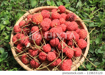 Fruit of Yamabote Fruit of Yamabote 119633120