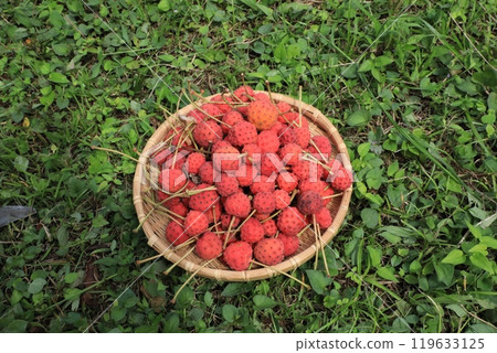 Fruit of Yamabote Fruit of Yamabote 119633125