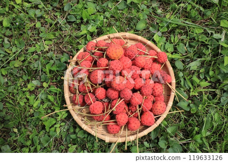 Fruit of Yamabote 119633126