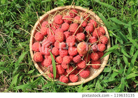 Fruit of Yamabote Fruit of Yamabote 119633135