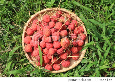 Fruit of Yamabote 119633136