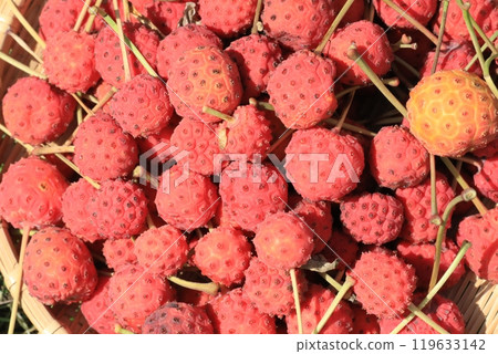 Fruit of Yamabote Fruit of Yamabote 119633142