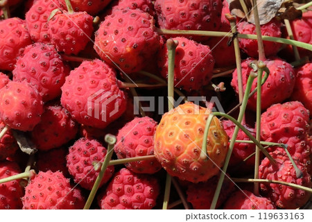 Fruit of Yamabote 119633163