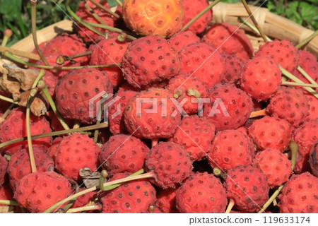 Fruit of Yamabote 119633174