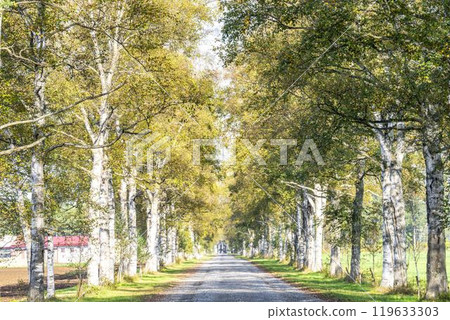 秋天的十勝牧場，白樺林蔭道，北海道音更町 119633303