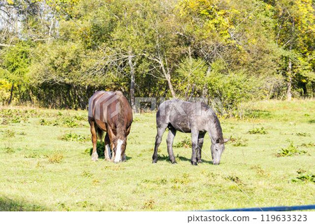 Horses grazing at the Tokachi Ranch of the Livestock Improvement Center, Otofuke Town, Hokkaido 119633323