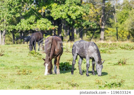 Horses grazing at the Tokachi Ranch of the Livestock Improvement Center, Otofuke Town, Hokkaido 119633324