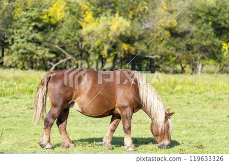 Horses grazing at the Tokachi Ranch of the Livestock Improvement Center, Otofuke Town, Hokkaido 119633326