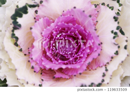 A close-up of a cabbage flower A close-up of a cabbage flower 119633509