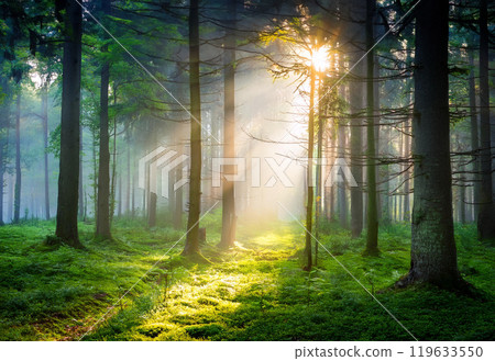 霧籠罩著霧 119633550