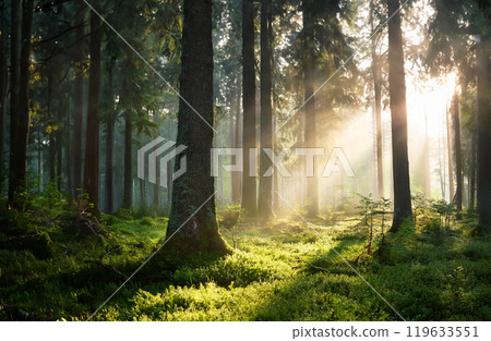 早晨陽光照耀的森林 119633551