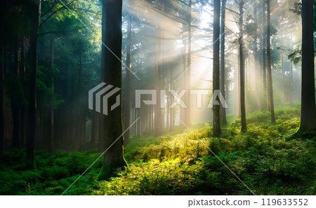 光進森林 光進森林 119633552