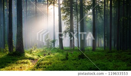 森林籠罩在霧氣中 119633553