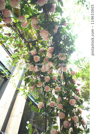 A wall covered in roses 119633605