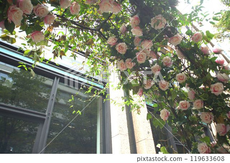 Beautiful Rose Beautiful Rose 119633608