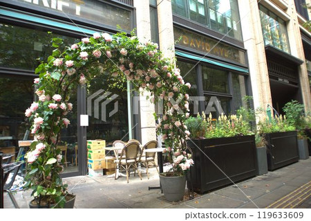 Beautiful Rose Beautiful Rose 119633609
