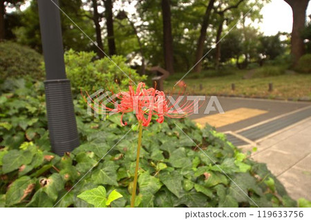 Higanbana blooming on the side of the road 119633756