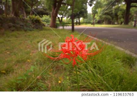 在路邊開花的群集孤挺花 119633763