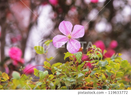 Clematis Clematis 119633772