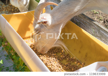 [Goat eating food] 119633999