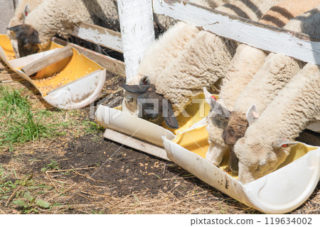 [Sheep eating food] 119634002