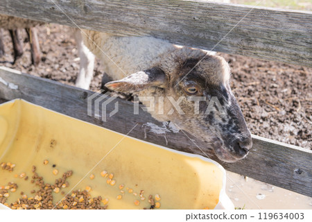 [Sheep begging for food] 119634003