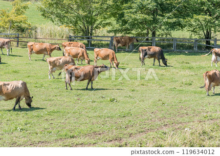 [Brown cow grazing] 119634012