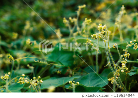 Kudzu grows better than kudzu 119634044