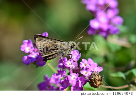 可愛的seri蝴蝶（小品牌雨燕） 119634078