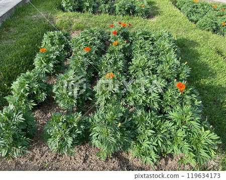 A view of Hyakudanen Garden on Awaji Island's Yumebutai A view of Hyakudanen Garden on Awaji Island's Yumebutai 119634173