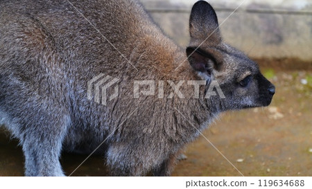 Bennett's Wallaby's cute eyes Bennett's Wallaby's cute eyes 119634688
