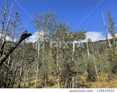上高地樹“長野縣” 119635014