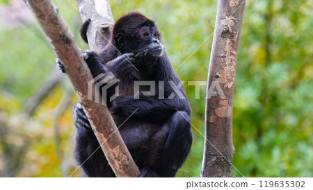 Geoffroy's Spider Monkey Gazing 119635302