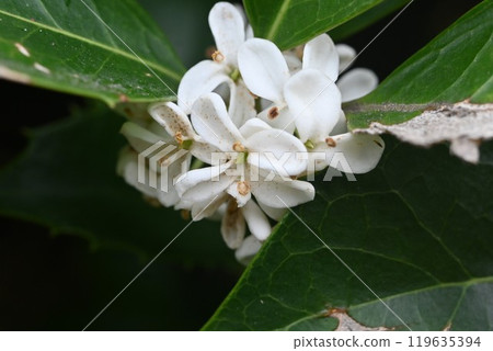 Holly Osmanthus flower Holly Osmanthus flower 119635394