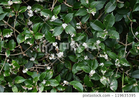 Holly Osmanthus flower Holly Osmanthus flower 119635395